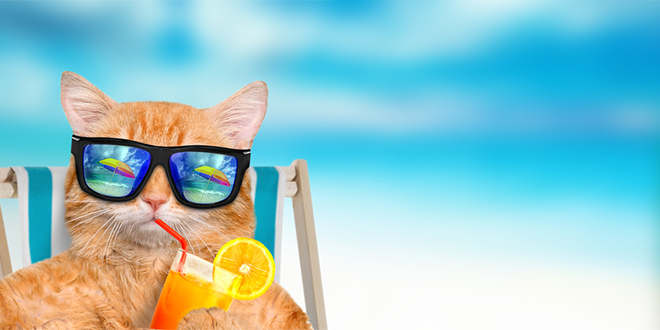 Мачка са наочарама са сунце пије освежаваајући напитак Мачка са наочарама са сунце пије освежаваајући напитак