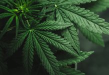 ПУ Мајданпек: Kривична пријава због узгајања канабиса Марихуана, канабис