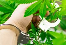 ПУ Бор: Ухапшен због дроге — У спаваћој соби пронађено око 950 грама материје за коју се сумња да је марихуана Мушкарац у лисицама, марихуана