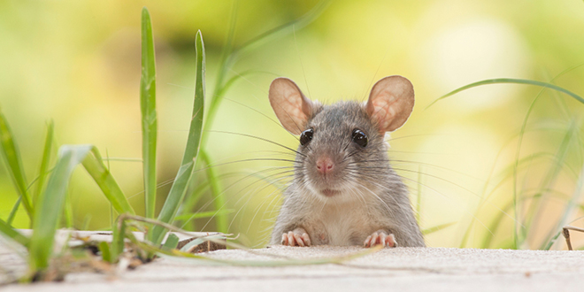 Пацов у потрази за храном