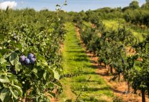 Почиње берба шљива од понедељка 12. августа Плантажа шљива