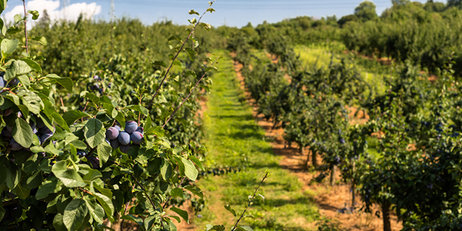 Плантажа шљива
