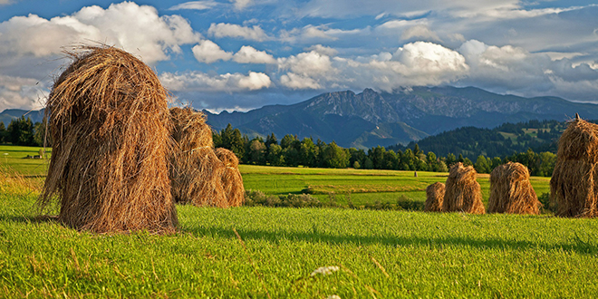 Пласт сена, поље