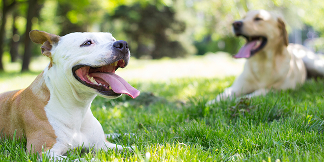Пси одмарају у хладу по врелом дану