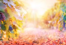 „Kрајинска берба” 7. септембра на Рогљевачким пивницама Виноград