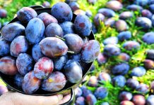 Наставља се берба шљива у Грљану Жена држи лонац са шљивама