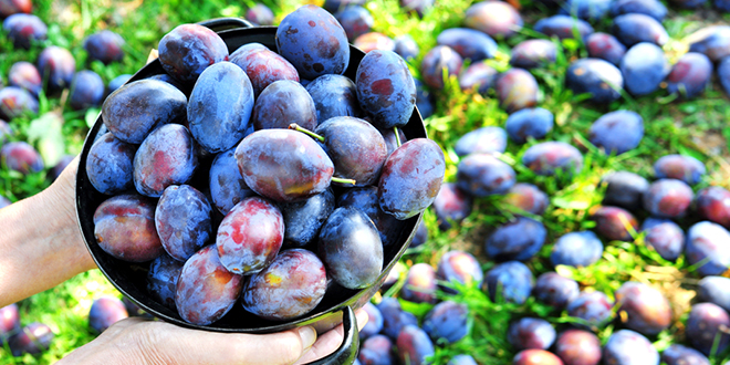 Жена држи лонац са шљивама