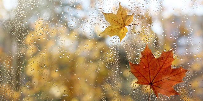 Капљице кише и лишће јавора на прозору