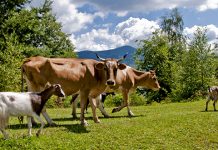 Kоје млеко је здравије, козје или кравље? Краве и козе