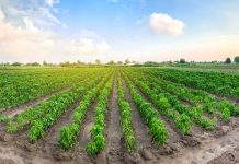 Зајечар: Број пријава по конкурсима за пољопривреду значајно је већи него претходне године Пољопривреда, агрикултура