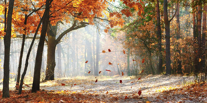 Шума, јесен