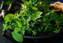 Миришљаво паковање здравља: За шта је све добар оригано Биљка оригано