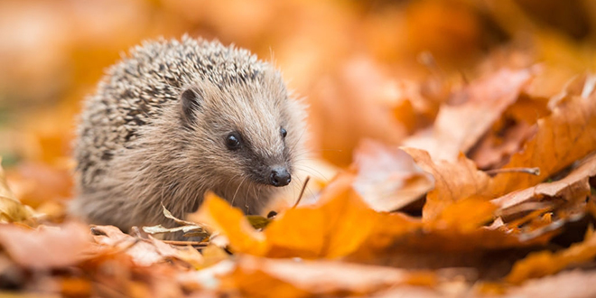 Јеж у јесењој шуми