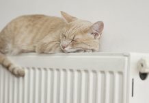 Почела грејна сезона у Зајечару Мачка лежи на радијатору