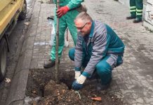 Нови дрвореди у зајечарским улицама ЈКП „Тимок – oдржавање” Зајечар — Нови дрвореди у зајечарским улицама