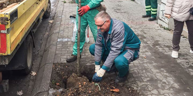 ЈКП „Тимок – oдржавање” Зајечар — Нови дрвореди у зајечарским улицама