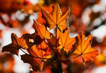 Топло и ветровито изнад Србије, увече стиже јаче наоблачење Јесен, јаворово лишће