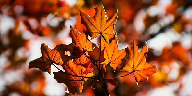 Јесен, јаворово лишће