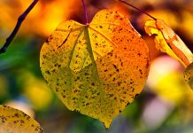 Умерено облачно са сунчаним интервалима и топлије, највиша дневна температура до 14 степени Јесен, лишће