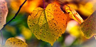 Умерено облачно са сунчаним интервалима и топлије, највиша дневна температура до 14 степени Јесен, лишће