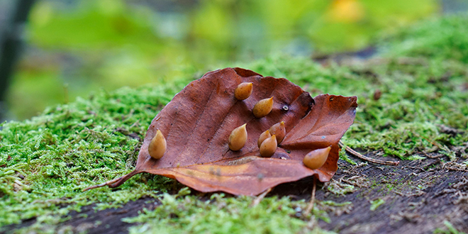 Јесен, лист, маховина