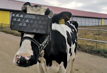 Да ли краве које носе VR кациге дају квалитетније млеко?! Крава са VR кацигом