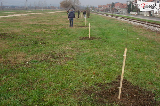 СНС Зајечар – Акција пошумљавања на Краљевици