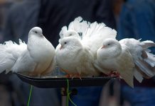 Међународна изложба голубова, кунића и украсне живине у Великом Извору Бели голубови