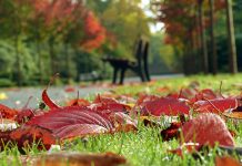 Ујутру мраз, током дана сунчано и топло, температура до 22 степена Јесен, опало лишће