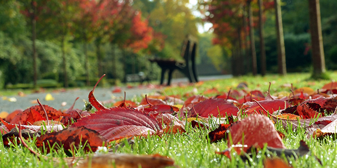 Јесен, опало лишће Јесен, опало лишће