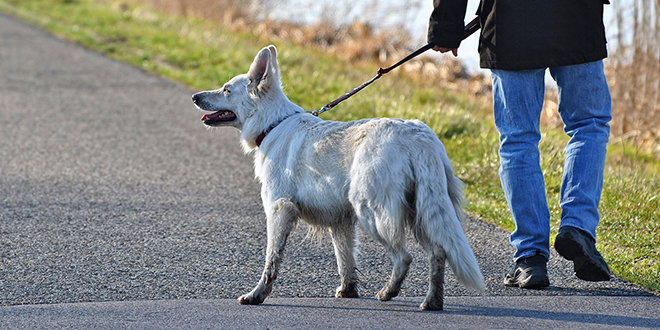 Мушкарац шета са својим псом