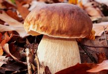 Зашто треба јести печурке? Вргањ, печурка, гљива