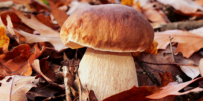 Вргањ, печурка, гљива Вргањ, печурка, гљива