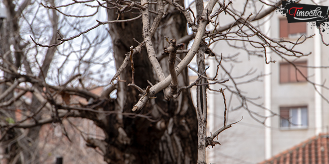 Зима, гране дрвећа