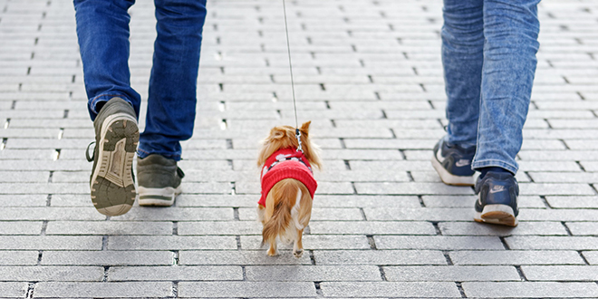 Људи шетају пса Људи шетају пса