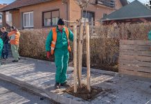 Почела садња дрвореда у зајечарској улици Павла Илића Вељка (ФОТО) Садња дрвореда у улици Павла Илића у Зајечару