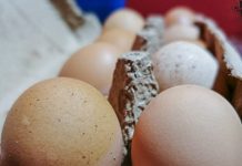 Неоправдано су на „лошем гласу“, а истина је… Зашто треба да једете јаја? Јаја