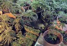 ПУ Неготин: Задржан осумњичени за трговину дрогом Марихуана засађена у земљаним саксијама