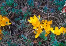 Стигло нам је пролеће Цвеће — Пролеће