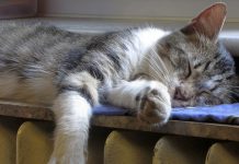 Квар на котлу у зајечарској „Пивари”: Део Зајечара данас без грејања Мачка спава на радијатору