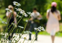 Делимично ведро са локалном појавом краткотрајне кише, уз могућност грмљавине Цвеће бела рада, људи шетају