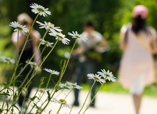 Делимично ведро са локалном појавом краткотрајне кише, уз могућност грмљавине Цвеће бела рада, људи шетају