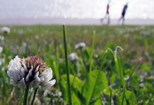 Веома топло, дуваће слаб и умерен ветар Цвеће, језеро