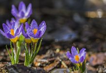 Захлађење уз падавине, највише кише на југу земље Цвеће крокус, капљице кише