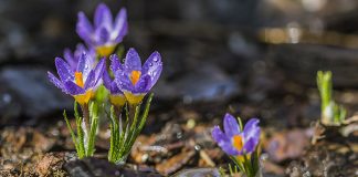 Захлађење уз падавине, највише кише на југу земље Цвеће крокус, капљице кише