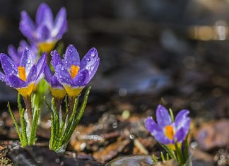 Захлађење уз падавине, највише кише на југу земље Цвеће крокус, капљице кише