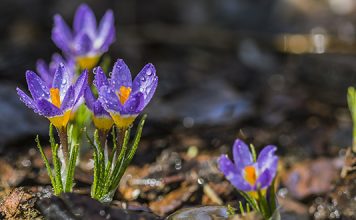 Захлађење уз падавине, највише кише на југу земље Цвеће крокус, капљице кише