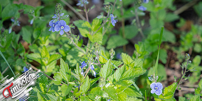 Цвеће, љубичице