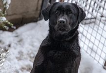 Хладни талас доноси снег и температуре око нуле Пас, снег