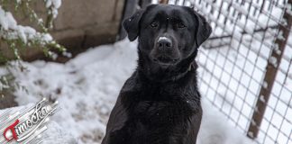 Хладни талас доноси снег и температуре око нуле Пас, снег